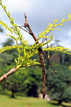 Stick grasshopper (Proscopia scabra) on tree branch, French Guiana, South America