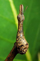 Stick grasshopper (Proscopia scabra) close up of head, on tree branch, French Guiana, South America