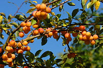 Mirabelle plum tree (Prunus domestica, var. syriaca) bearing ripe fruit, Belgium