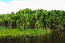 Moucou-moucou / Moko-moko (Montrichardia arborescens) growing rampant in Swamp of Kaw, French Guiana, South America