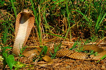 Philippines cobra (Naja naja philippinensis) with hood raised in aggressive / defensive posture.~ Philippines. Controlled conditions