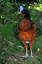 Northern helmeted curassow (Pauxi pauxi) female standing in grass. Found in Venezuela, Colombia. Captive.