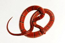 Red bamboo / black-banded trinket snake (Oreocryptophis / Elaphe porphyracea laticincta) coiled, Found in Peninsular Malaysia, Sumatra, Controlled conditions