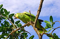 Orange-winged Amazon parrot (Amazona amazonica) perched in tree branch, Kaa-Lya national park. Gran chaco. S.E. Bolivia, South America