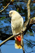 Philippine cockatoo (Cacatua haematuropygia) perched on tree branch, Philippines. Endemic and endangered. Captive.