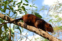 Southern giant slender-tailed cloud rat (Phloeomys cumingi) in tree, from Provinces of Quezon, Laguna, Batangas, Sursogo, Philippines. Captive, Vulnerable species