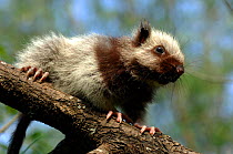 Northern Luzon giant cloud rat (Phloeomys pallidus) from the central cordillera mountain range, NW Luzon, Philippines, Captive