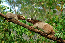 Northern luzon giant cloud rat (Phloeomys pallidus) with juvenile, from the Central cordillera mountain range, NW Luzon, Philippines, Captive.