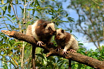 Northern luzon giant cloud rat (Phloeomys pallidus) with juvenile, from the central cordillera mountain range, NW Luzon, Philippines, Captive.
