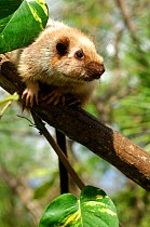 Northern luzon giant cloud rat (Phloeomys pallidus) portrait on tree branch, from the central cordillera mountain range, NW Luzon, Philippines, Captive