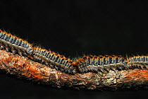 Pine processionary caterpillars (Thaumetopoea pityocampa) marching in convoy along Pine tree branch, Poitou, France