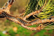 Pine processionary caterpillars (Thaumetopoea pityocampa) marching in convoy along Pine tree branch, Poitou, France