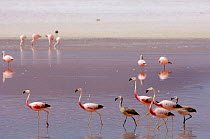 Andean flamingo / Pariwana (Phoenicopterus andinus) wading on Lake Colorada. National Andean Fauna Reserve, Eduardo Abaroa, Bolivia, South America