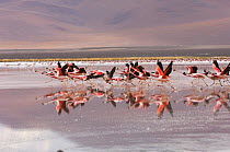 Andean flamingos / Pariwana (Phoenicopterus andinus) taking off / flying over Lake Colorada, with reflections. National Andean Fauna Reserve, Eduardo Abaroa, Bolivia, South America