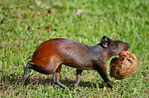 Red-rumped Agouti (Dasyprocta agouti) carrying fruit husk, French Guiana, South America