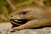 Sheltopusik / Legless Lizard (Ophisaurus apodus) head portrait feeding on a snail, Croatia.