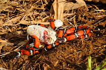 Sinaloan milk snake (Lampropeltis triangulum sinaloae) eggs and hatchlings, Sinaloa, Mexico