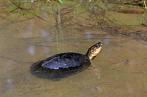 Spot-legged Terrapin (Rhinoclemmys punctularia) partially submerged in water, French Guiana, South America