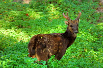 Visayan spotted deer (Cervus alfredi)  Visayan islands of Panay and Negros, Phillipenes  Endemic and endangered. Captive.