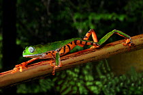 Tiger stripped leaf / Monkey frog (Phyllomedusa tomopterna) walking along plant stem,  Montagne de Kaw, French Guiana, South America