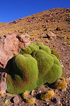 Yareta / Patagonian cushion plant (Azorella compacta / yareta) growing in arid plateau, Bolivia, South America