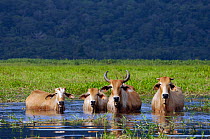 Zebu cattle (Bos indicus) small herd wading through the Swamp of Kaw, French Guiana, South America