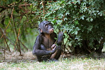Bonobo (Pan paniscus) juvenile sitting with legs crossed, Congo, Central Africa, captive