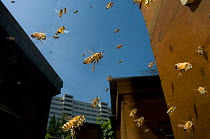 Honey bee (Apis mellifera) swarm in flight near buildings, Paris, France
