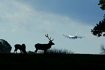 Red deer (Cervus elaphus) male during the rut with aeroplane taking off / landing in background, Richmond Park, London, UK