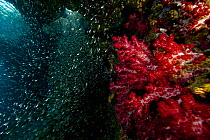 Reef wall with school of Silversides (Atherinisae) soft corals. Raja Ampat Island, Indonesia, April 2007