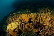 Banded Sea Krait (Laticauda colubrina) swimming through coral reef, Raja Ampat Islands, Indonesia, April 2007