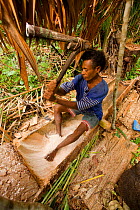 A man processing 'Sago' the primary staple food on Waigeo Island. First the pulp of the Sago Palm tree is gathered. The starch is then extracted by water filtered through a sieve of coconut palm leaf...