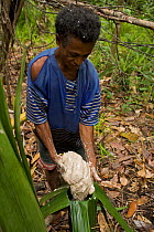 A man processing 'Sago' the primary staple food on Waigeo Island. First the pulp of the Sago Palm tree is gathered. The starch is then extracted by water filtered through a sieve of coconut palm leaf...