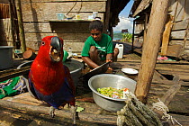 A pet female Eclectus Parrot (Eclectus roratus) keeps a woman company as she does the washing in Kabilo Village, Mayalibit Bay. This is an area of Waigeo Island visited by Alfred Russel Wallace in the...