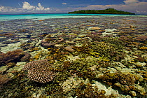 Coral reef viewed at very low tide, West Papua, Indonesia, April 2007