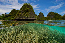 Split level view of Karst islands and Staghorn coral (Acropora cervicornis) in the Wayag Group, Raja Ampat Islands, Indonesia., April 2007