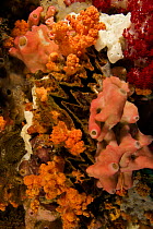 Coral reef detail with Soft corals, sponges, and a Zigzag oyster (Lophia folium) Raja Ampat Islands, West Papua, Indonesia, April 2007