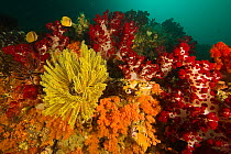 A rich coral reef covered in soft corals, crinoids, and tunicates, Raja Ampat Islands, West Papua,  Indonesia, April 2007