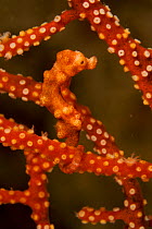 Pygmy Seahorse (Hippocampus denise) in red colouration, camouflaged within a Sea Fan, West Papua, Indonesia, April 2007