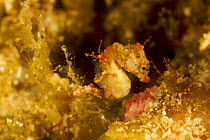 An unnamed Pygmy seahorse (Hippocampus) one of several pygmy seahorse species in Raja Ampat, West Papua, Indonesia, April 2007