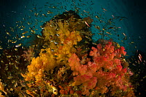 Rich Soft Coral and Sea Fan covered reefs, teaming with fish life. Misool Island vicinity, near the smaller island of Wagmab. West Papua, Indonesia, April 2007