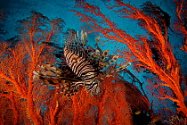 Lionfish (Pterois) hovering in a Sea Fan in a view looking toward the surface of the water. Misool Island vicinity. Near smaller island of Fiabacet. West Papua, Indonesia, April 2007