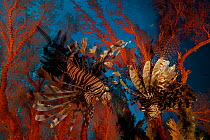 Pair of Lionfish (Pterois) hovering in a Sea Fan in a view looking toward the surface of the water. Misool Island vicinity. Near smaller island of Fiabacet. West Papua, Indonesia, April 2007