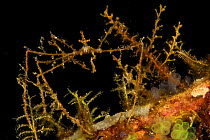 Spider crab (Achaeus sp.) with hydroid polyps placed on its legs for camouflage, at night. Raja Ampat Islands, Indonesia., April 2007