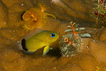 Christmas tree worms (Spirobranchus giganteus) growing on a hard coral, and new species of Dottyback. Pisang Islands, West of Fak Fak Peninsula. West Papua, Indonesia, April 2007