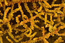 Pygmy Seahorse (Hippocampus bargibanti) in yellow colour phase camouflaged in a yellow Sea Fan. West Papua, Indonesia, April 2007