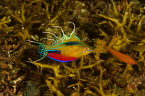 New species of Flasher Wrasse (Paracheilinus)discovered in Triton Bay. Male flashing (fins extended, colours on) Female in front of male. Indonesia, April 2007