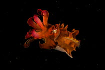 Pfeffer's Flamboyant Cuttlefish (Metasepia pfefferi) West Papua, Indonesia, April 2007