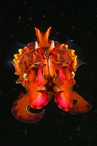 Pfeffer's Flamboyant Cuttlefish (Metasepia pfefferi) West Papua, Indonesia, April 2007