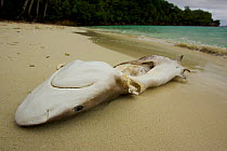 A dead shark lies on a beach in the Raja Ampat Islands. Fisherman have stripped the fins for the shark fin soup trade. West Papua, Indonesia, April 2007
